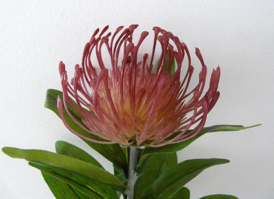 F0067 Protea Pincushion Single Stem 80cm 5 Colours
