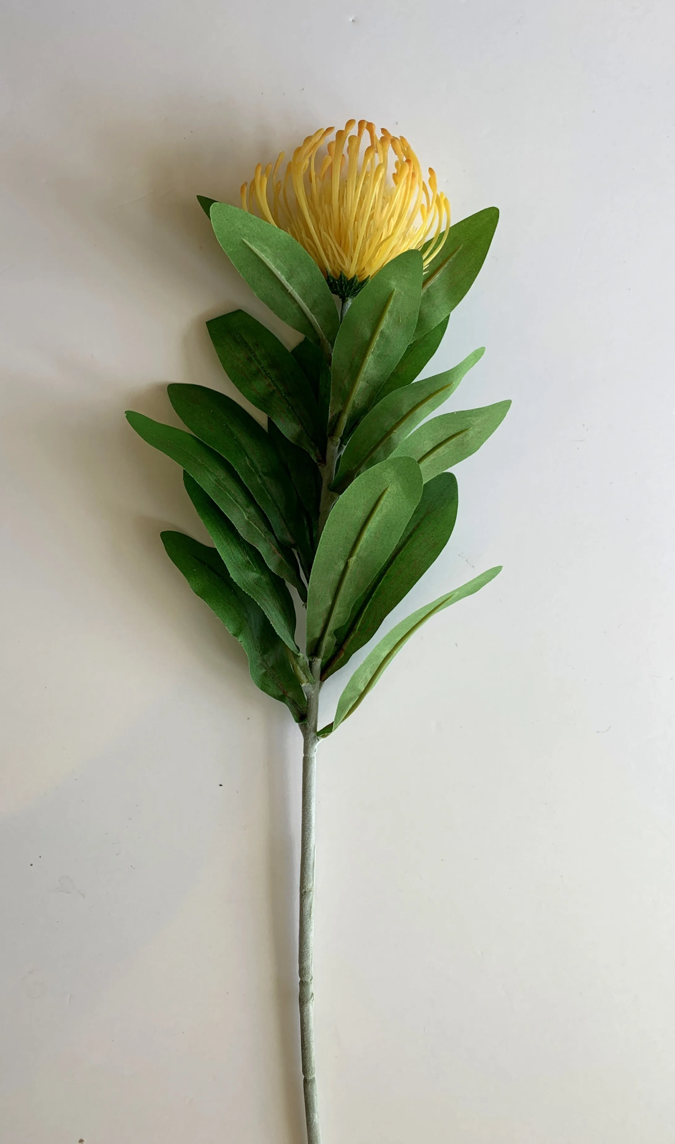 F0067 Protea Pincushion Single Stem 80cm 5 Colours
