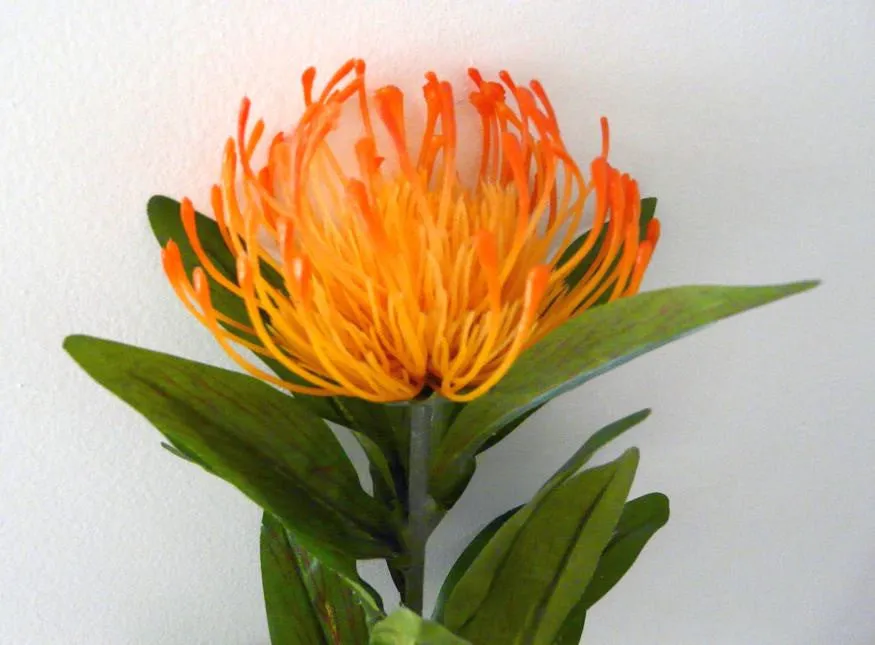 F0067 Protea Pincushion Single Stem 80cm 5 Colours