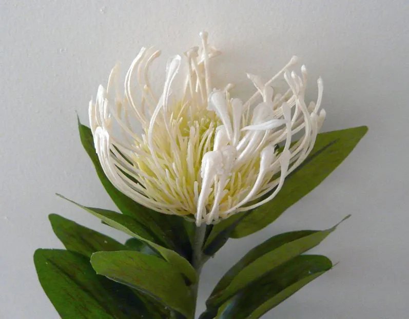 F0067 Protea Pincushion Single Stem 80cm 5 Colours