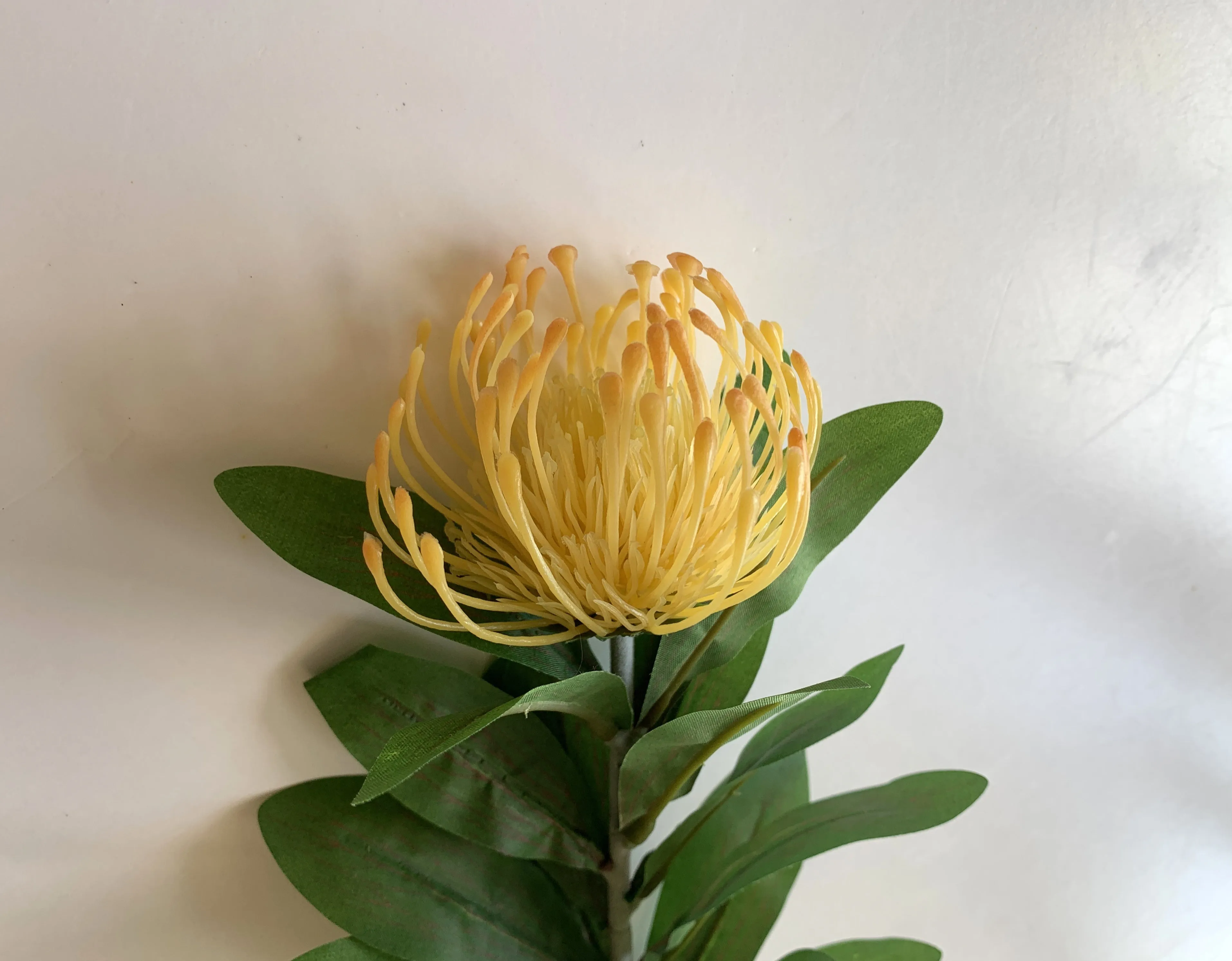 F0067 Protea Pincushion Single Stem 80cm 5 Colours
